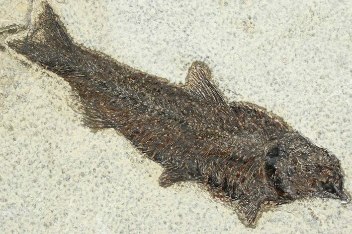 Detailed Fossil Fish (Knightia) - Wyoming #356793